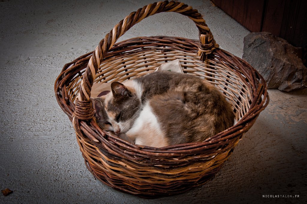 Wicker Basket Cat